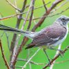 northern-mockingbird-1-paint-by-numbers