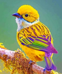 Silver Throated Tanager Bird Paint by numbers
