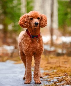brown-poodle-paint-by-numbers