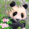 cute-panda-paint-by-numbers