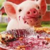 cute-pig-eating-paint-by-numbers