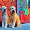 soft-wheaten-terriers-paint-by-numbers
