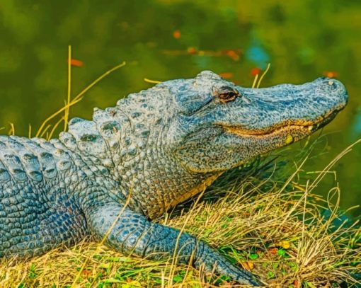 Alligator-resting-near-a-lake-paint-by-numbers