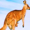Australian Kangaroo Species