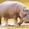 Black-Hippopotamus-Animal-paint-by-numbers