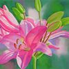 Blooming Pink Lilies Paint by numbers
