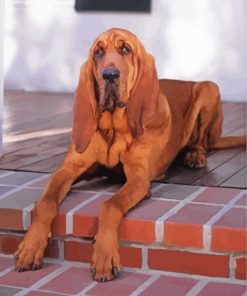 Brown Bloodhound Paint by numbers