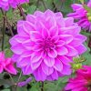 Dahlia Lilac Paint by numbers