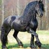 Friesian-horse-paint-by-number