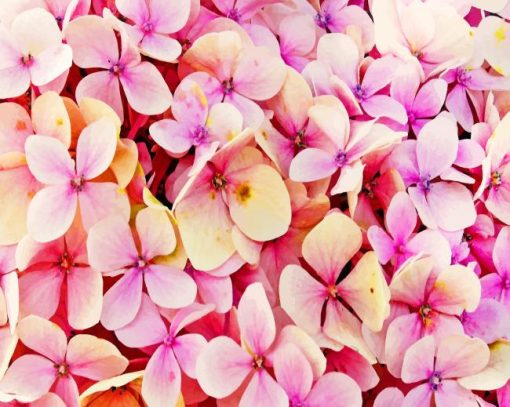 Hydrangea-Beautiful-Pink-Flower-paint-by-number