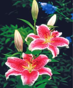 Pink Tiger Lilies paint by numbers