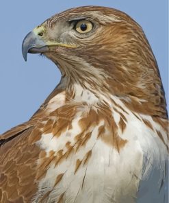 Red-tailed-hawk-2-paint-by-numbers