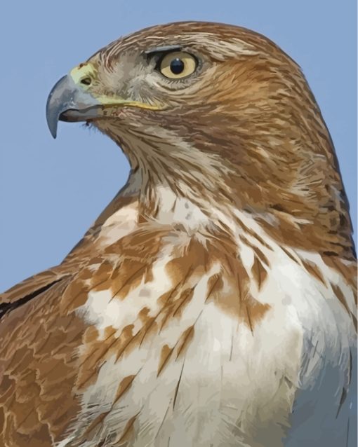 Red-tailed-hawk-2-paint-by-numbers