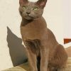 Russian Blue Cat Paint by numbers