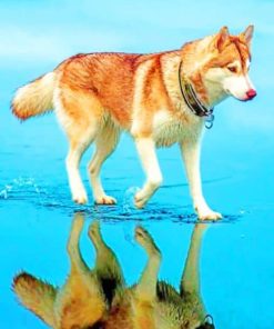 Siberian-Brown-Husky-paint-by-numbers-510x639-1