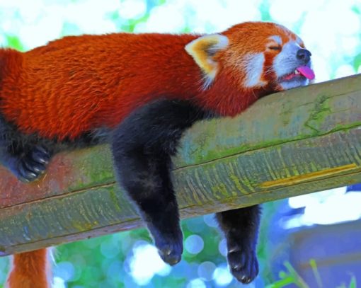 Sleeping-Red-Panda-Lesser-paint-by-number