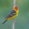 Western Tanager On Stick Paint by numbers