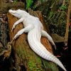 albino-crocodile-on-tree-paint-by-numbers