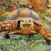 animal-tortoise-paint-by-numbers