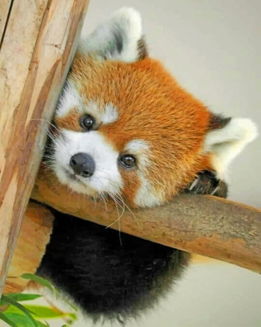 baby-red-panda-paint-by-numbers