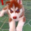 brown-puppy-husky-paint-by-numbers