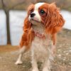 cavalier-puppy-animal-paint-by-numbers