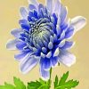 chrysanthemum-flower-paint-by-number
