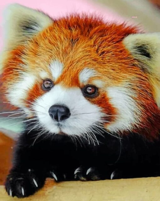 cute-baby-red-panda-paint-by-numbers