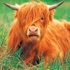 cute-highland-cow-paint-by-number