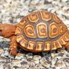 cute-leopard-tortoise-paint-by-numbers
