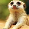 cute-meerkat-paint-by-numbers