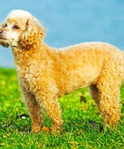 Cute Poodle Puppy Paint by numbers