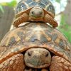 cute-turtle-and-tortoise-paint-by-numbers