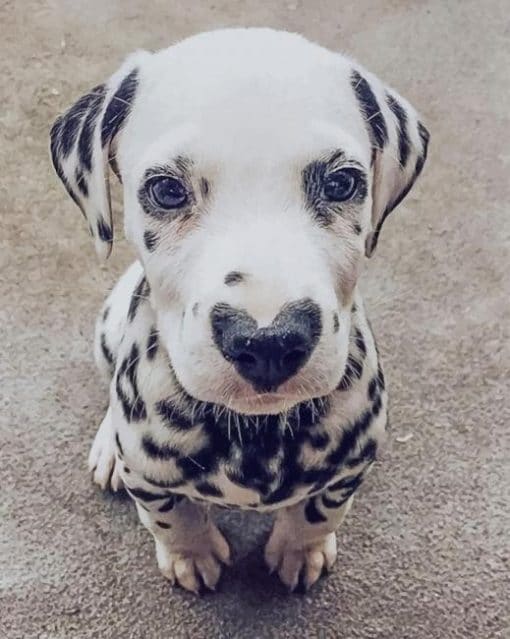 dalmata-with-heart-nose-paint-by-numbers-510x639-1