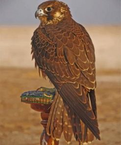 Eagle Desert Bird paint by numbers