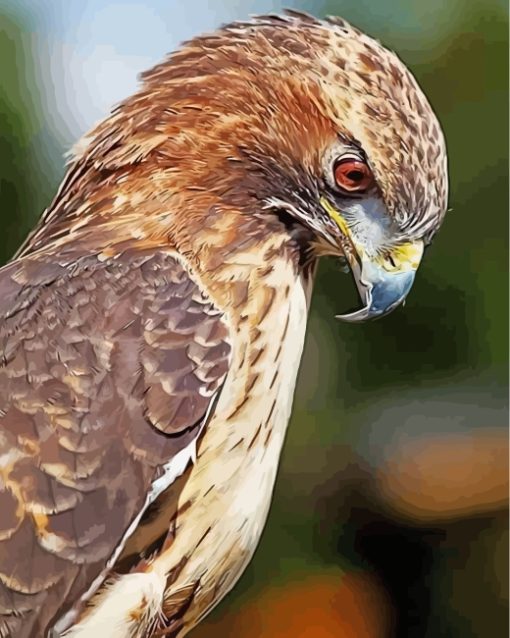 hawk-bird-animal-paint-by-numbers