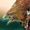 hawk-eagle-birds-paint-by-numbers