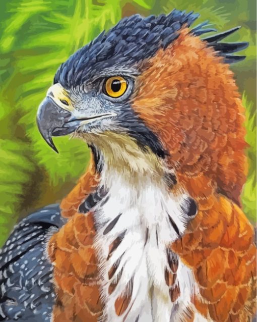 hawk-eagle-paint-by-numbers