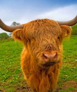 highland-cow-paint-by-number-1-510x407-1