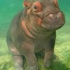 hippopotamus-paint-by-number