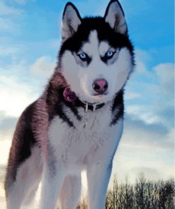 husky-in-snow-paint-by-numbers