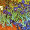 Irises Vincent Van Gogh paint by numbers