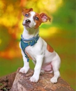 Jack Russell Animal Paint by numbers