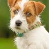 Jack Russell Dog Paint by numbers