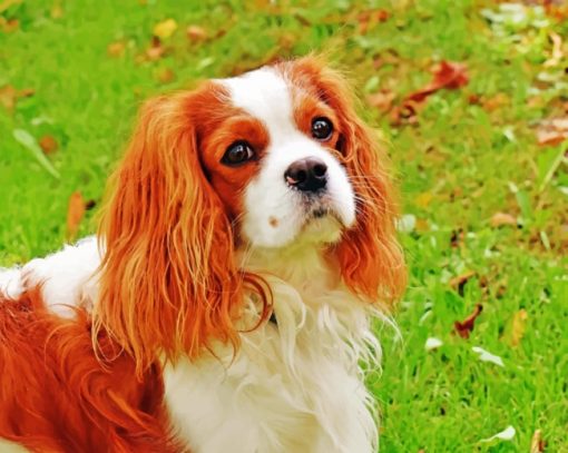 king-charles-cavalier-dog-paint-by-number