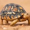 leopard-tortoise-paint-by-numbers