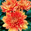 orange-chrysanthemum-paint-by-number