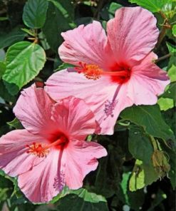 Pink Hibiscus Paint by numbers