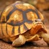 ploughshare-tortoise-paint-by-number