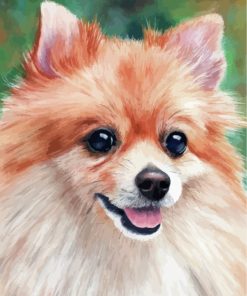 pomeranian-dog-paint-by-numbers